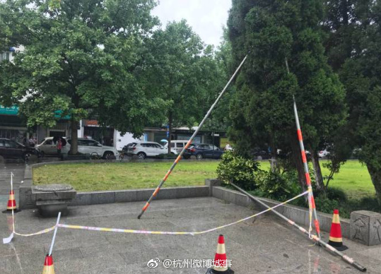 台风玛莉亚来了, 为防台风,园林工人给树木加固