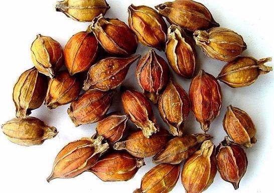 治疗痔疮常用的单味中药有哪些?