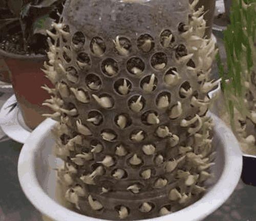 在家种蒜苗怎么做到长势喜人且观赏并存