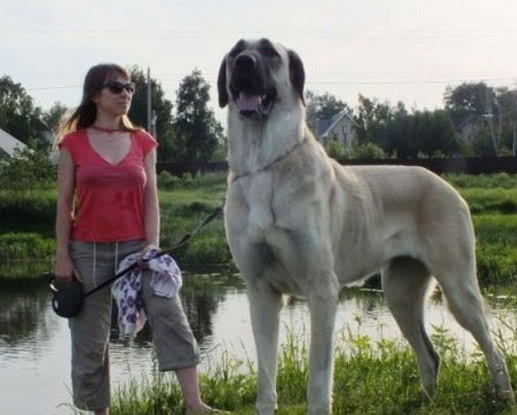 全球恶狗排行榜,战神比特犬第二,中国藏獒没