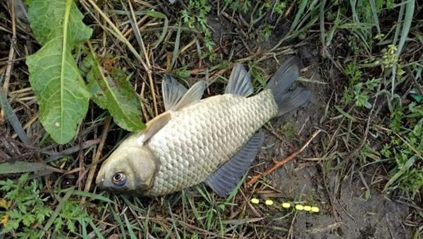 不得不说,这种钓法更适合野钓大鲫鱼,仲秋使用效果更佳