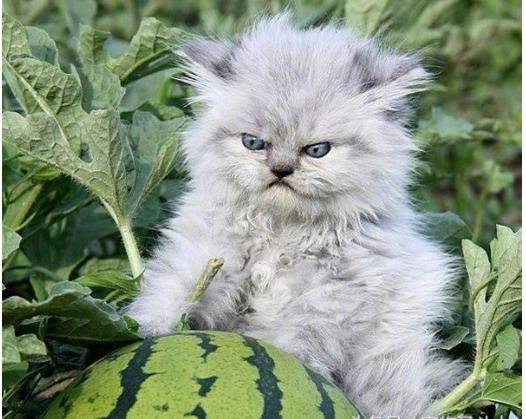 喜欢球的猫咪第一次看到西瓜,瞬间炸毛了!表情可爱极了
