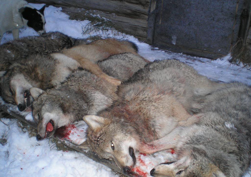 一只狼简谱_我是一只来自北方的狼(2)