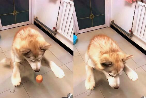 机智哈士奇VS呆萌哈士奇VS二哈，网友：不用看，绝对是纯的！