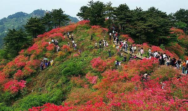 麻城杜鹃花主要集中在龟峰山,保存最完好,连片面积达1万多亩,属原生态