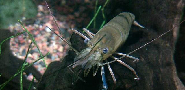 世界上最大的淡水虾,个头超30厘米,经常被误以