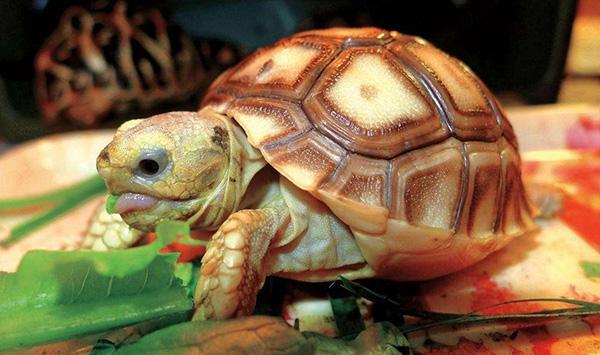 如何辨别水龟、陆龟、半水龟