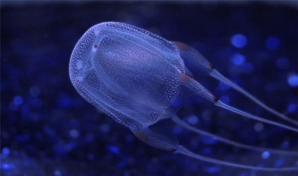 世界上最毒海洋生物, 一只的素毒就足以毒死6