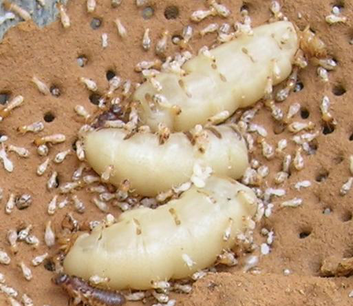 在某种意义上来讲,蚂蚁才是这个地球进化最圆