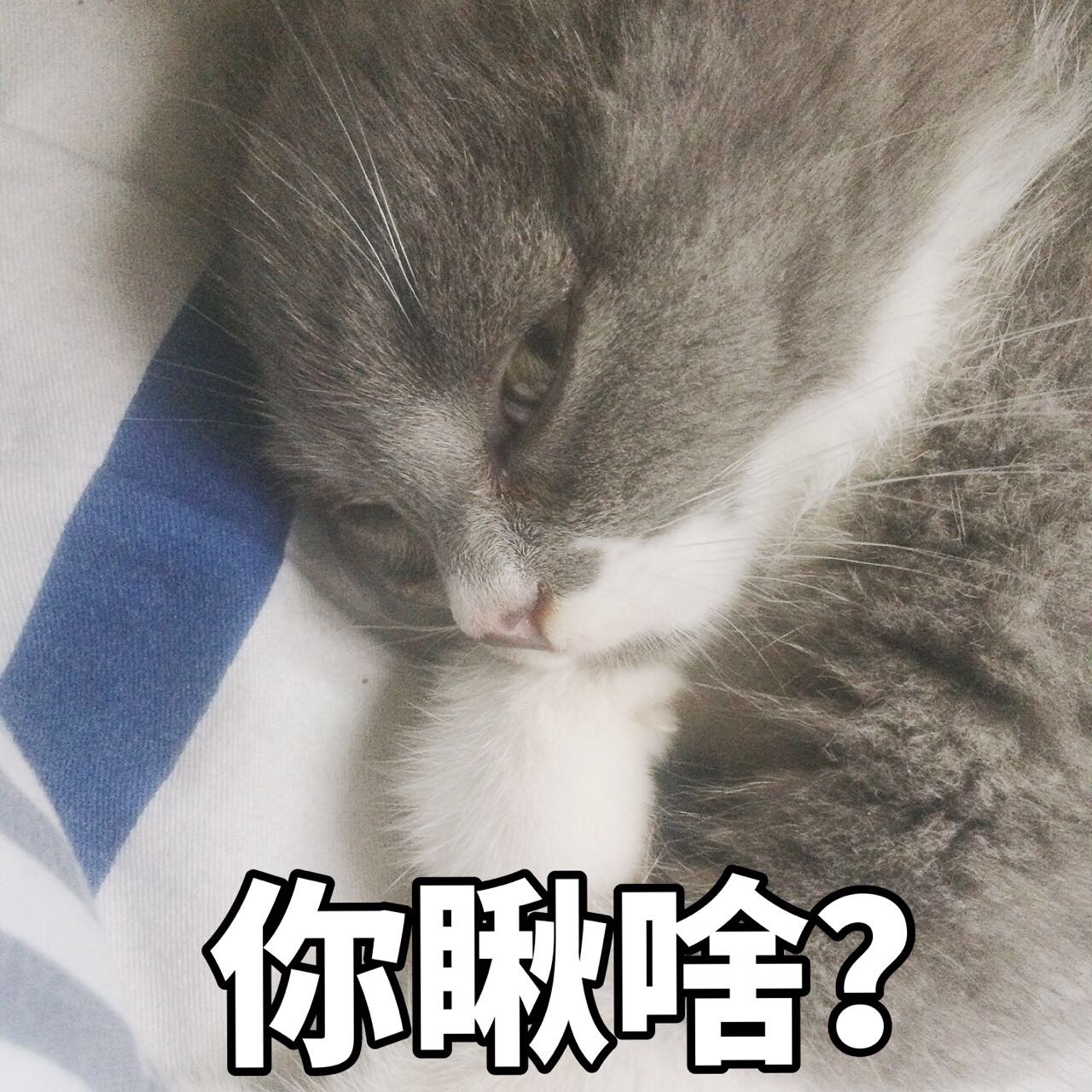 表情猫咪表情包黑火魂净3307:暗中v表情!走开1,你丑到朕了!我的图片