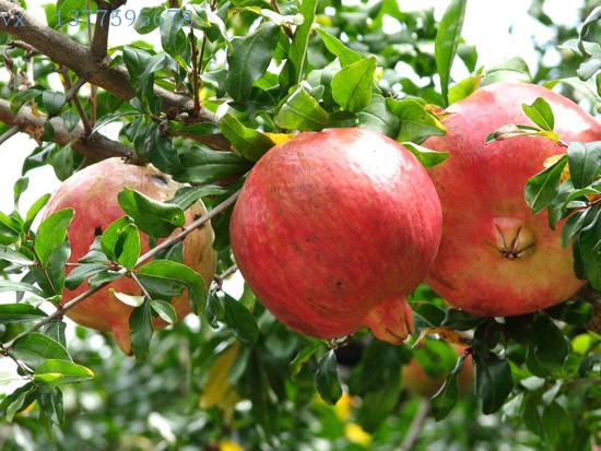 懂生活的都在阳台种果树,家中种上几棵,不愁水