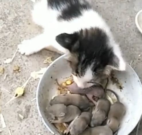 主人让小奶猫抓老鼠,小猫看了半天,猫:这真的能吃吗