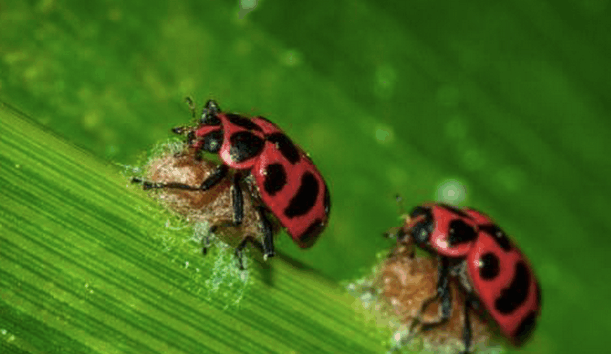 致命入侵:某种猫科动物的寄生虫为什么能劫持我们的大...