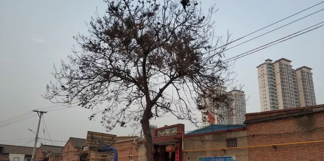 老家太谷一朱家堡村