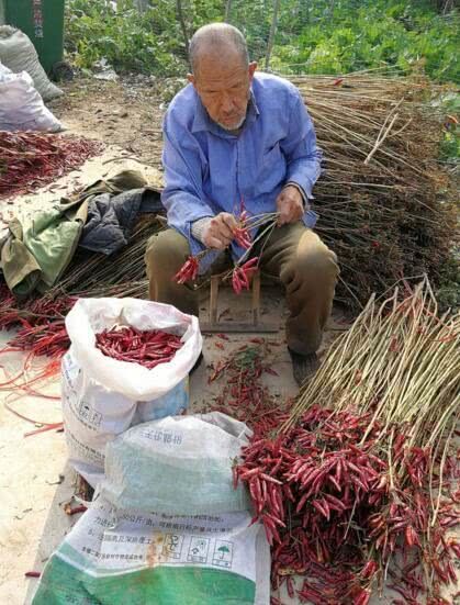 农村70岁老人,每天摘辣椒挣几十块钱还很高兴