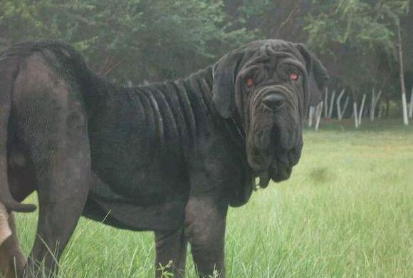 黑帮护卫,教父宠儿 黑帮护卫意大利扭玻利顿犬