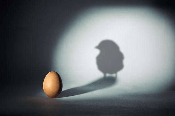 母鸡生蛋需要公鸡吗 鸡蛋怎样才能孵出小鸡