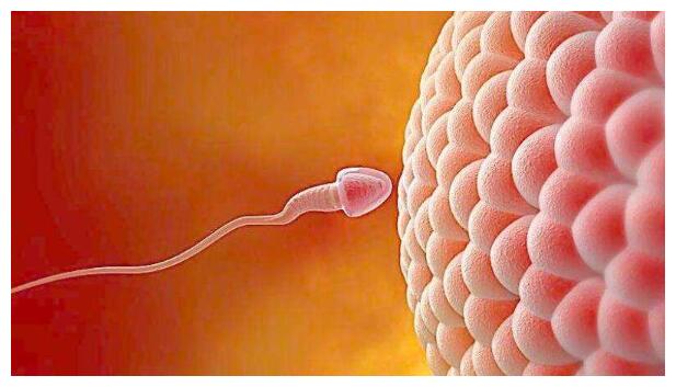 植入受精卵需求多长时间?受精卵着床后的症状