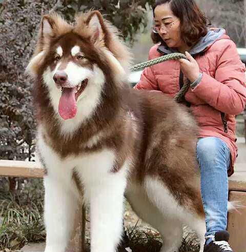 阿拉斯加和哈士奇的区别!