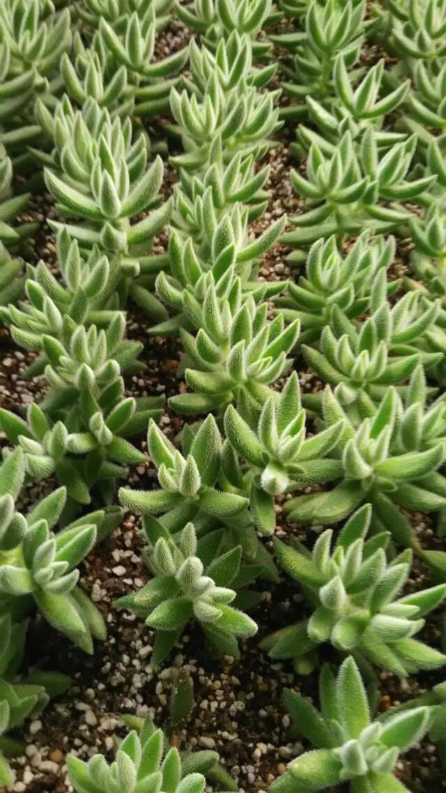 大棚地栽的多肉长得太疯了,这是草还是多肉呀