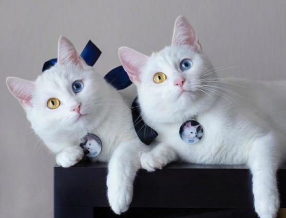 两只眼睛颜色不一样的猫咪，藏着什么样的秘密?