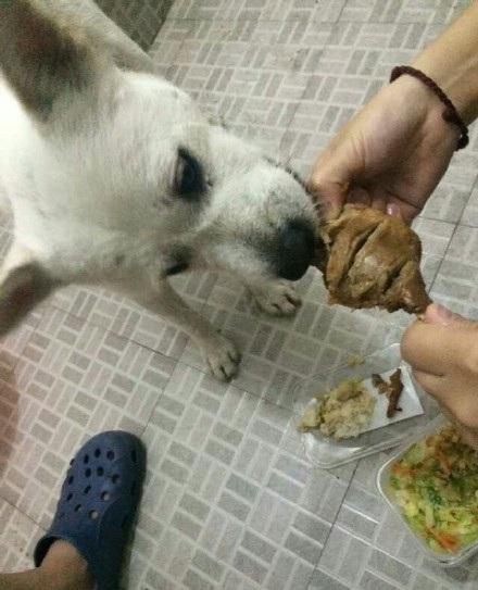 捡到一只流浪狗，它的一些举动让我感到心酸！