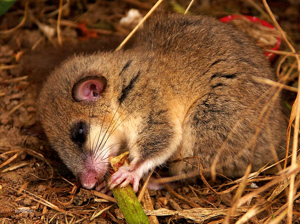 睡鼠是冬眠最 长的动物,它们的平均寿命是5年,在这5年的时间里有 3/4