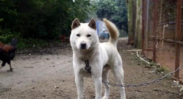 中华田园犬里面的三种猎犬