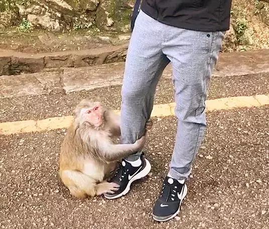 猴子拦路抢劫吃的,抱着路人的腿不松,这么做原来是为了它
