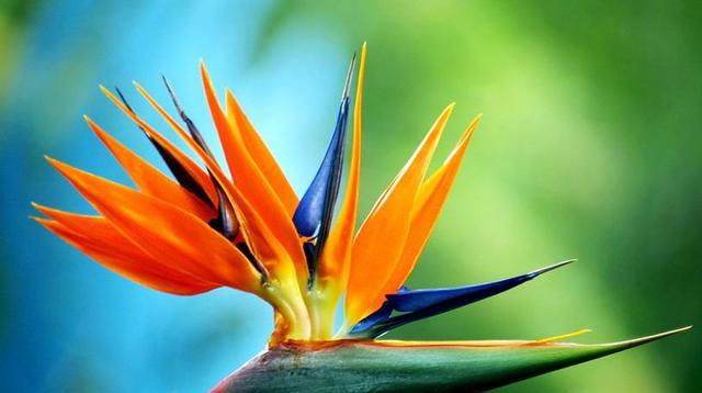 很少被人知道的花卉,花开巨美,仙气十足,非常值