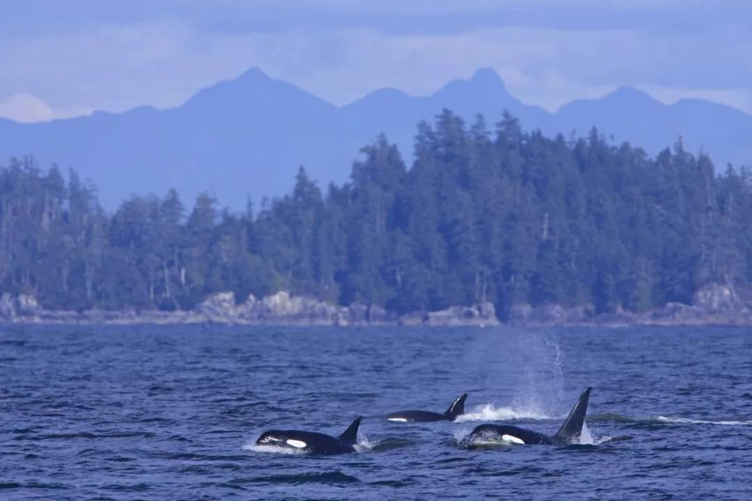 2018年加拿大观鲸指南