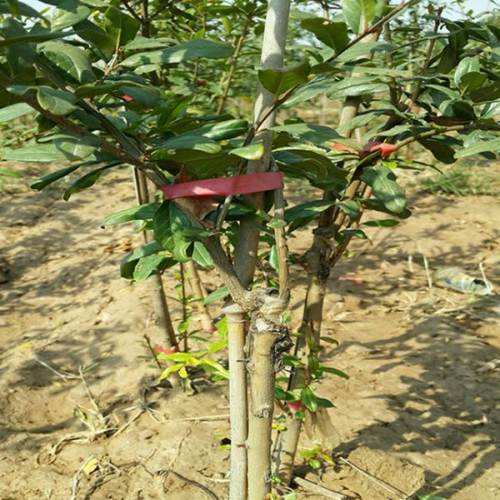 懂生活的都在阳台种果树,家中种上几棵,不愁水