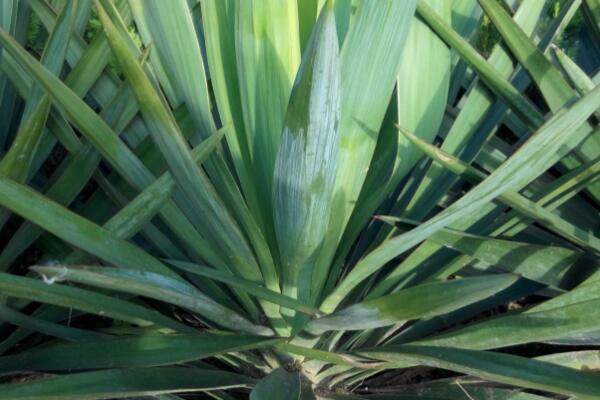 天门冬科剑麻小苗多少钱一棵?种植一亩赚多少