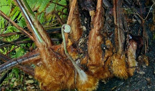 农村山上常见的金毛狗脊有什么功效和作用