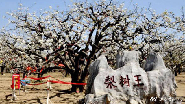 砀山人口_砀山人必知 砀山从江苏划为安徽的始末(2)