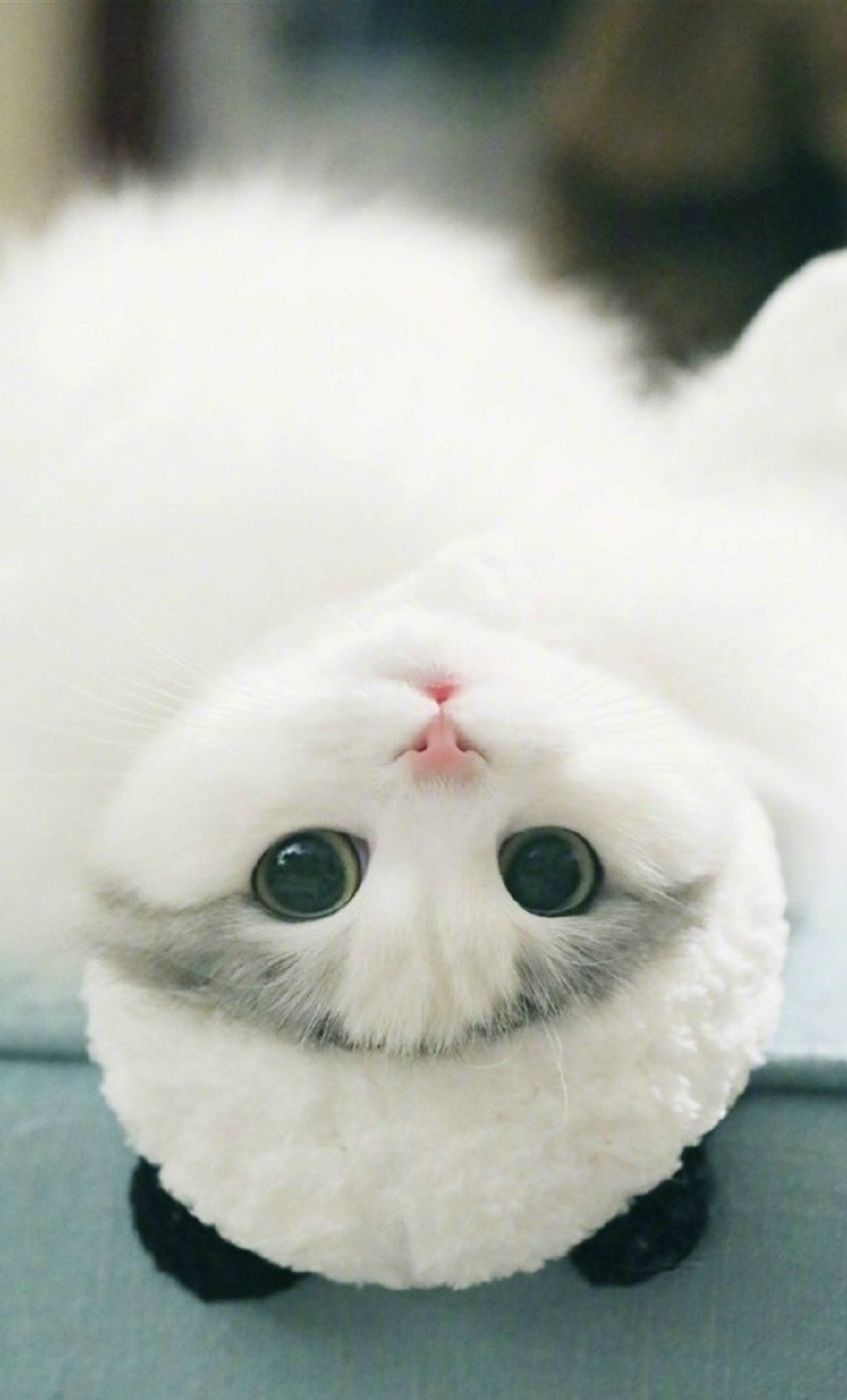 手机竖屏壁纸,愿你走出半生,归来仍是少年