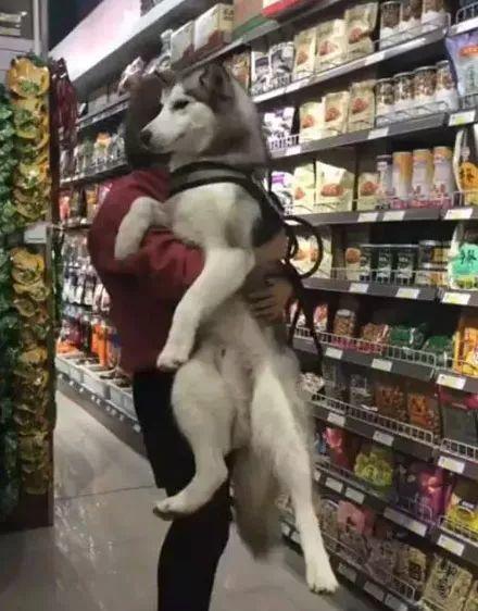 當瘦弱主人遇上強壯二哈時，女漢紙主人單手抱起二哈逛超市！