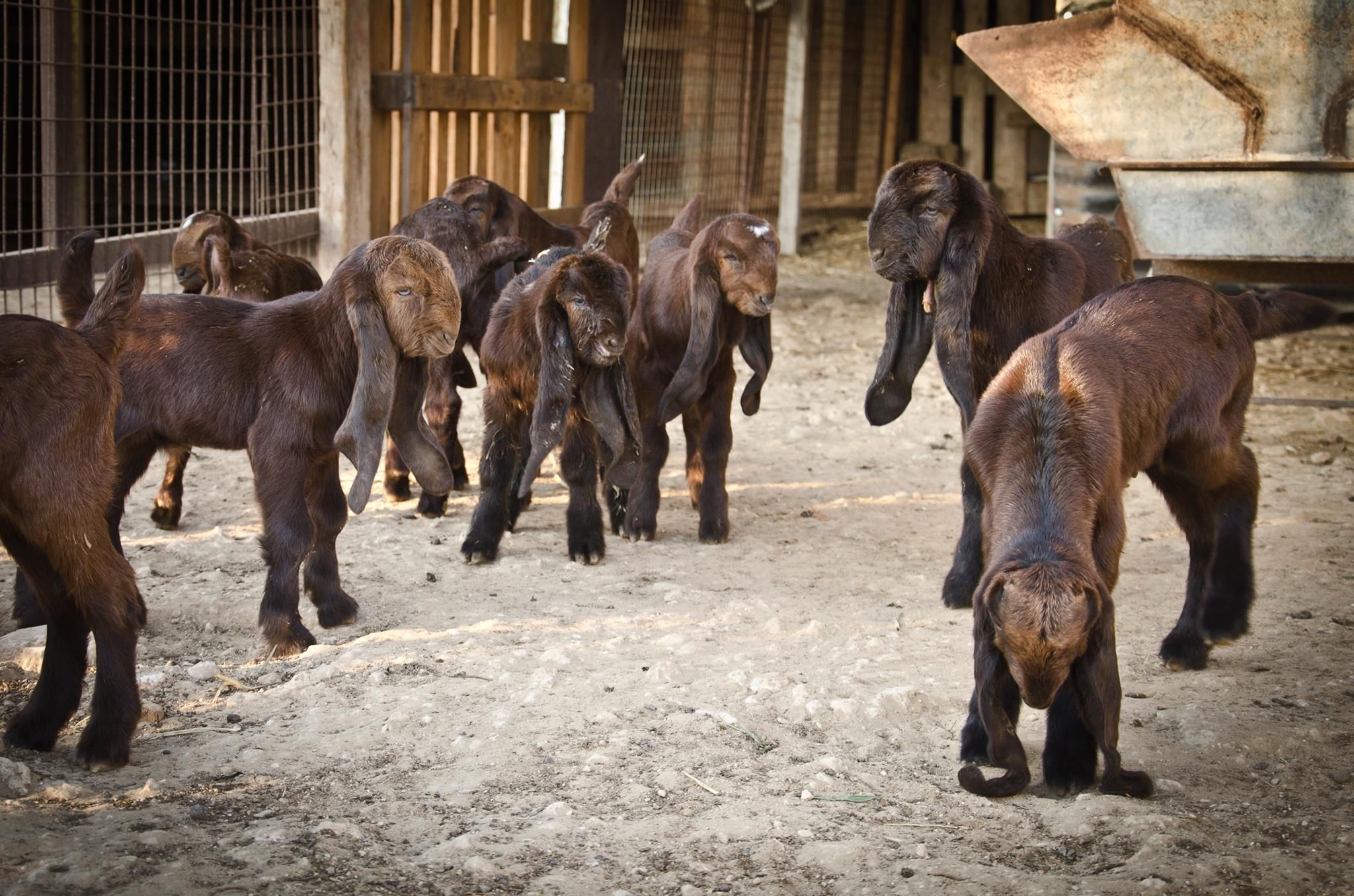 世界上最丑的羊--大马士革山羊:抱歉,我真的没