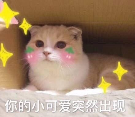 网红猫咪被"铲屎官"做成表情包,萌翻了!