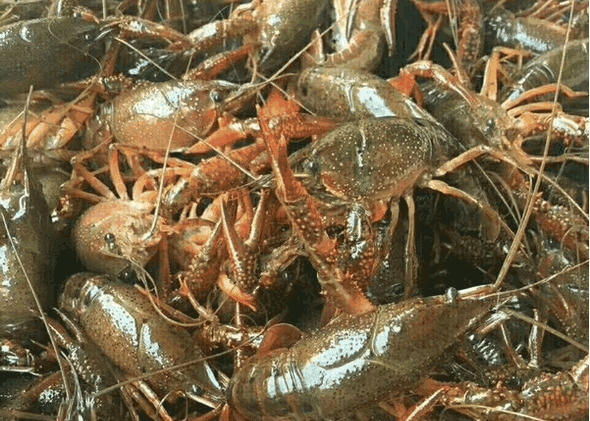 拼多多上的小龙虾为什么那么便宜, 看完你还敢