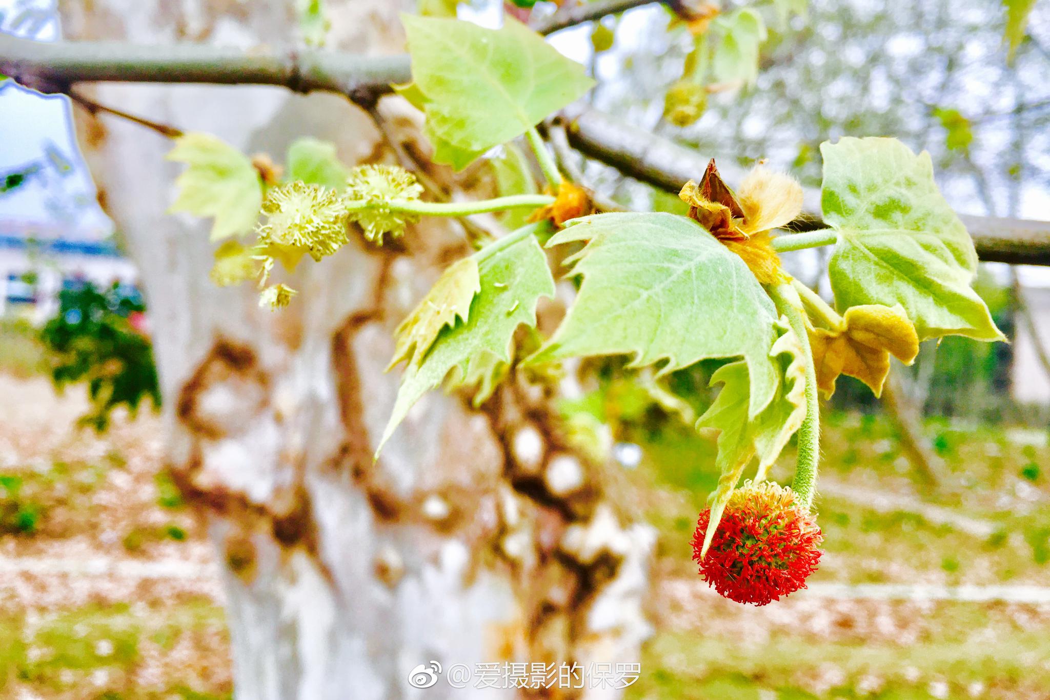 植物摄影法桐果花我不知该如何描述法桐这透着红色的悬铃果