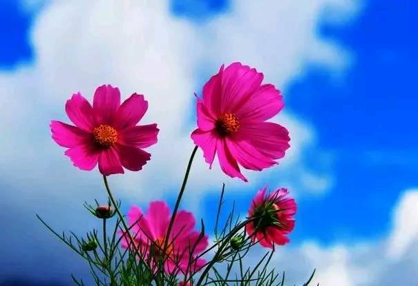 人生,顺其自然就好,心安自然快乐!(经典句子)!