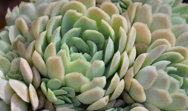 多肉植物(冰梅)的栽培(高冷名字易群生的混血美