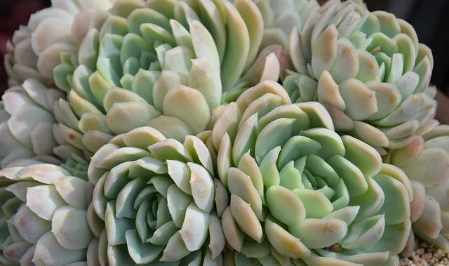 多肉植物(冰梅)的栽培(高冷名字易群生的混血美