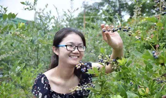 广元汪家乡600亩高山露地蓝莓成熟 避暑采摘正