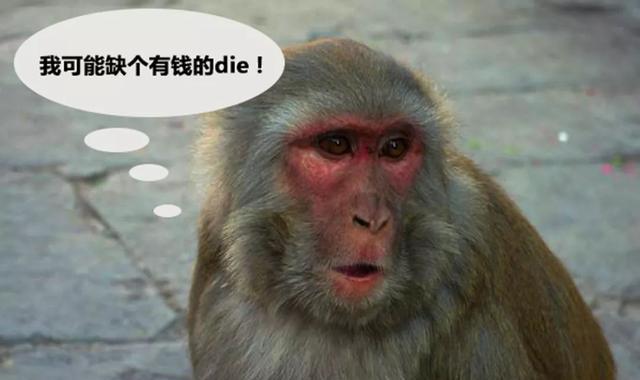 3万元操控神器 二手福克斯秒杀思域/马3