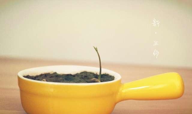 吃完的荔枝核别扔,泡水一周就可以发芽,比种火