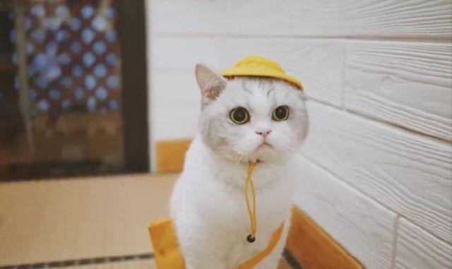 一波珍藏版猫爪来袭,你吸不吸?