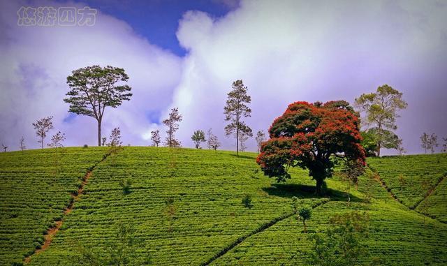 世界上最好的红茶产地原来在这里! 茶好, 风景