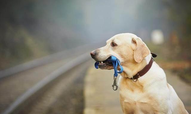 如何处理不想养的狗狗?3种方法安置,不要让狗